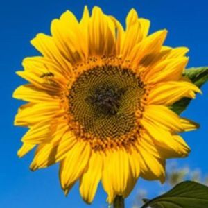 Meet your Posher, Candi